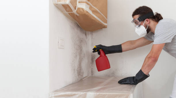 Professional Basement Mold Remediation technician working in Cresson, PA