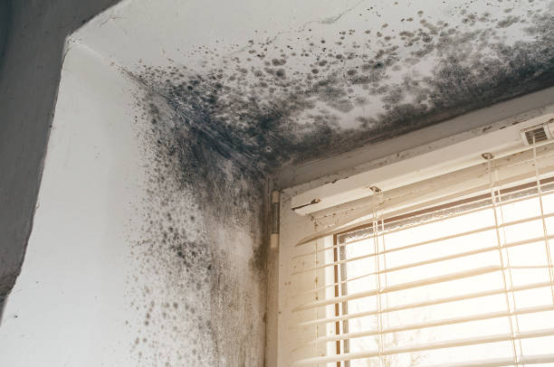 Affordable Basement Mold Remediation solutions in Cresson, PA