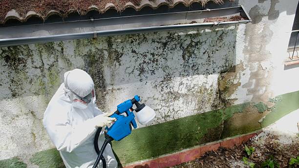 Top rated local Basement Mold Remediation specialists in Cresson, PA